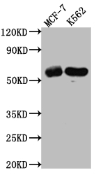 HDAC2 Antibody