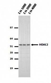 HDAC2 Monoclonal Antibody