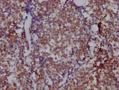 HDAC3 Antibody