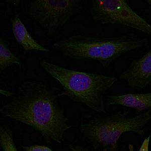 HDAC4/HDAC5/HDAC9 Antibody