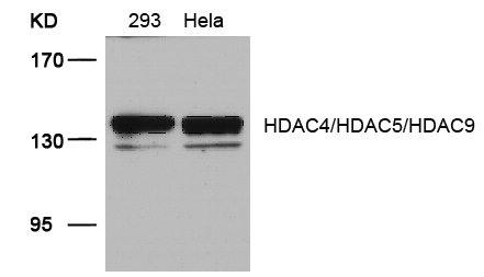 HDAC4/HDAC5/HDAC9 Antibody