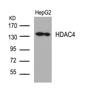 HDAC4 Antibody