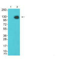 HDAC4 Antibody