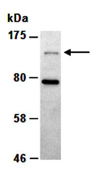 HDAC4 (N) Antibody, Rabbit Polyclonal