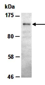 HDAC4 (C) Antibody, Rabbit Polyclonal