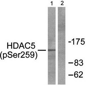 HDAC5 (Phospho-Ser259) Antibody