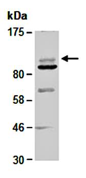 HDAC7 (N) Antibody, Rabbit Polyclonal