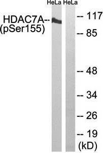 HDAC7A (Phospho-Ser155) Antibody