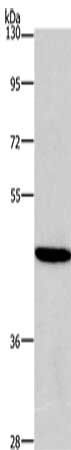 HDAC8 Antibody