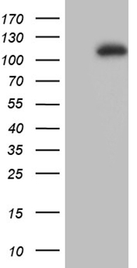 HDGF Antibody