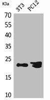HDGFL3 Antibody
