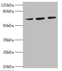 HSPA6 Antibody