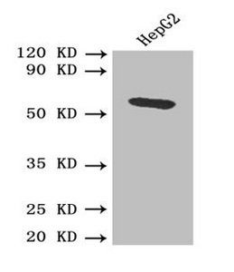 Hpx Antibody