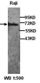 HES-1 Rabbit Polyclonal Antibody