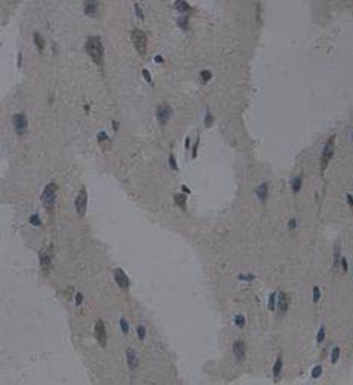 HES-1 Rabbit Polyclonal Antibody