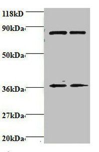 HNRNPH1 Antibody