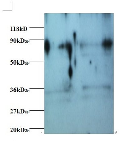 HNRNPH1 Antibody (Biotin)