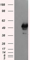 HHEX Antibody