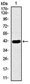 HEXA Antibody