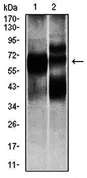 HEXA Antibody