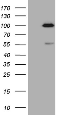 RAD23B Antibody