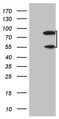 RAD23B Antibody