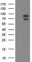 HIBCH Antibody