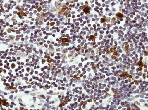 Hice1 Rabbit Polyclonal Antibody