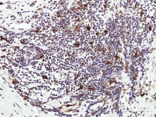 Hice1 Rabbit Polyclonal Antibody