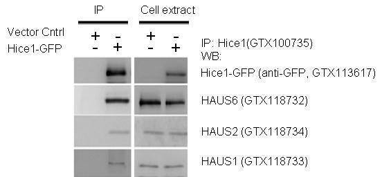 Hice1 Rabbit Polyclonal Antibody