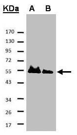 Hice1 Rabbit Polyclonal Antibody