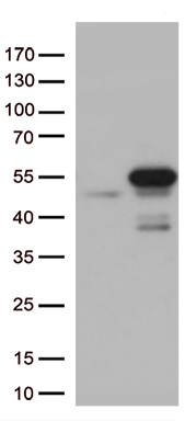 HIF-1 alpha Antibody