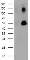 HIF1 beta Antibody
