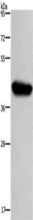 HIF1AN Antibody