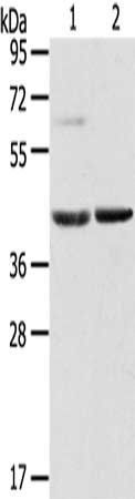 HIF1AN Antibody