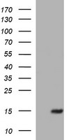 HIF3 alpha Antibody