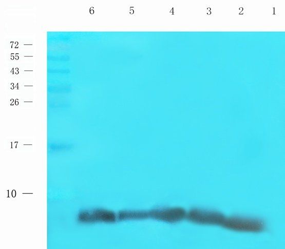 HIG2 Rabbit Polyclonal Antibody