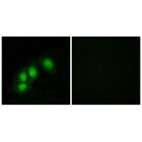 HINT1 Antibody