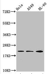 HIST1H1C Antibody