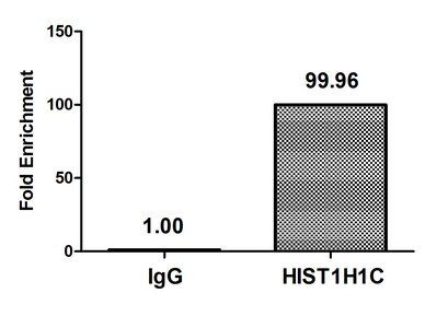 HIST1H1C Antibody