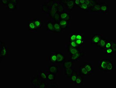 HIST1H1C Antibody