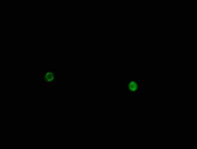 HIST1H1D Antibody
