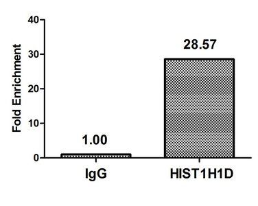 HIST1H1D Antibody