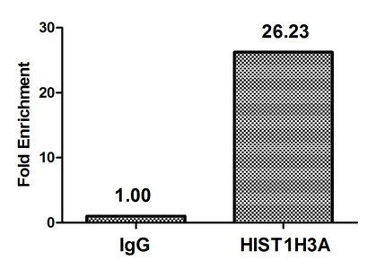 HIST1H3A Antibody