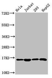 HIST1H3A Antibody