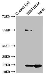 HIST1H3A Antibody