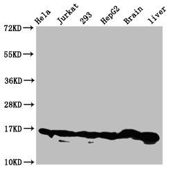 HIST1H3A Antibody