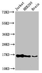 HIST1H3A Antibody
