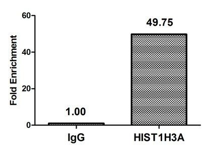 HIST1H3A Antibody