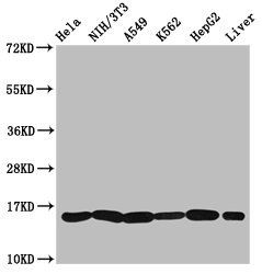 HIST1H3A Antibody